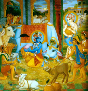 Krishna milking a Sarubi cow
