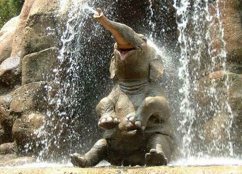 happy_elephant