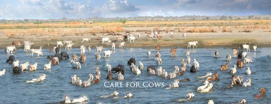 Care for cows on facebook