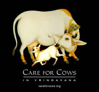 care for cows